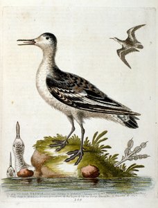 Ilustração a aguarela de um livro sobre aves raras de G Edwards, 1750. George Edwards (1694-1773) foi um naturalista e ornitólogo britânico. Viajou muito pela Europa, estudando a história natural e as aves em particular. Ganhou algum reconhecimento