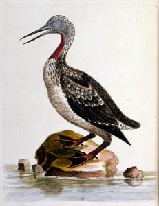 Ilustração a aguarela de um livro sobre aves raras de G Edwards, 1750. George Edwards (1694-1773) foi um naturalista e ornitólogo britânico. Viajou muito pela Europa, estudando a história natural e as aves em particular. Ganhou algum reconhecimento