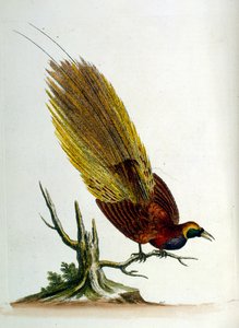 Ilustração a aguarela de um livro sobre aves raras de G Edwards, 1750. George Edwards (1694-1773) foi um naturalista e ornitólogo britânico. Viajou muito pela Europa, estudando a história natural e as aves em particular. Ganhou algum reconhecimento
