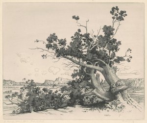 Cedros do deserto, Novo México de George Elbert Burr