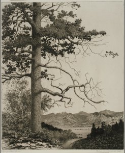 Old Pine, Estes Park de George Elbert Burr