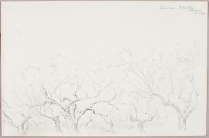 Azeitonas--Fiesole de George Elbert Burr