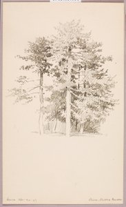 Pinheiros, Jardim Público de George Elbert Burr