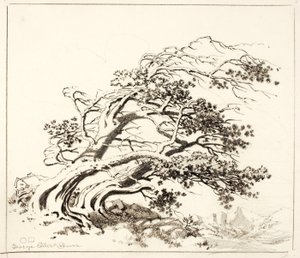 Esboço para Pines in Wind, Estes Park de George Elbert Burr