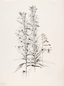 Sem título (Flor de Cardeal, Lobelia Cardinalis) de George Elbert Burr