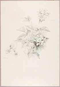 Sem título (Dewberry e Blackberry) de George Elbert Burr