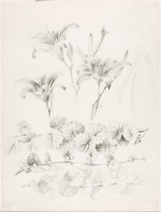 Sem título (Nenúfares e ervas-de-passarinho) (Glecoma Hederacea) de George Elbert Burr
