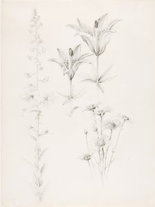 Sem título (Lírio, Margarida, Hibisco)