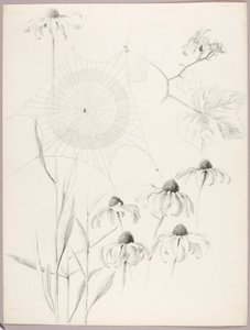 Sem título (Teia de aranha e margaridas) de George Elbert Burr