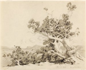Sem título (Estudo para Old Cedars, Novo México) de George Elbert Burr