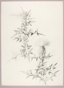 Sem título (Cardo) de George Elbert Burr