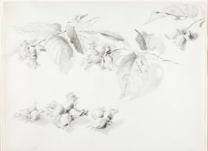 Sem título (Avelã selvagem, Corylus Americana) de George Elbert Burr
