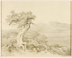 Sem título (desenho de transferência para Old Cedars e Spanish Peaks) de George Elbert Burr