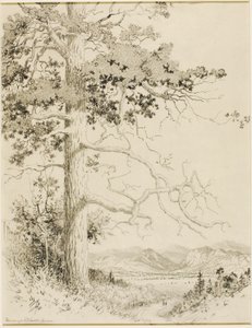 Sem título (desenho de transferência para Old Pine, Estes Park) de George Elbert Burr