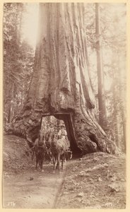 Wawona. mostrando o estágio da árvore (diâmetro, 30 pés). Bosque de Mariposa.