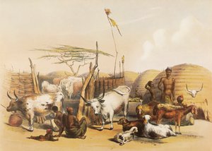 Um kraal Zulu no rio Umgaki, no Natal de George French Angas