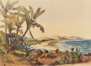 Uma viagem à foz do rio Umvoti no Natal de George French Angas