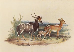 O Nyala de George French Angas