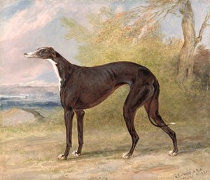 Um dos galgos vencedores de George Lane Fox: a cadela Greyhound Preto e Branco, Juno, também conhecida como Elizabeth