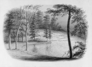Floresta. de George Harvey