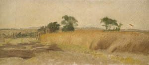 Estudo de um campo de milho