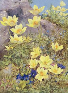 Anemone sulphurea e Gentiana excisa pintadas diretamente nos campos no final de maio (litografia a cores) de George Jackson Flemwell