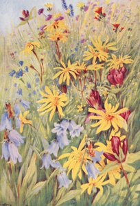 Arnica, a genciana castanha (G purpurea), Campanula barbata e o pequeno e ardente Hieracium aurantiacum, pintados ao vivo nos campos em meados de julho (litografia a cores)