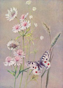 Astrantia maior, Lá menor e a borboleta Apolo (litografia a cores)