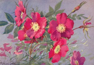 Rosa alpina, a Eglantina alpina sem espinhos (litografia a cores)