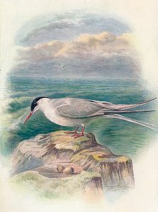 Andorinha-do-mar-ártica - Sterna macrura, c1910, 1910 de George James Rankin