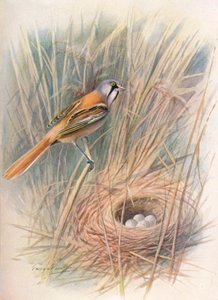 Chapim-barbudo ou Reedling - Panurus biarmicus, c1910, 1910