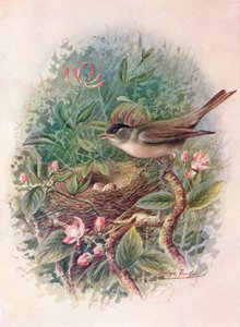 Blackcap - Sylvia atricapilla, c1910, 1910 de George James Rankin