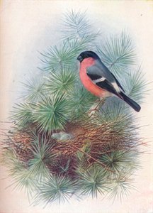Dom-fafe - Pyrrhua europaea, c1910, 1910 de George James Rankin