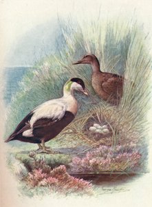 Eider-duck - Somateria mollissima, c1910, 1910 de George James Rankin