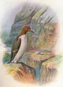 Guillemot - Uria troile, c1910, 1910 de George James Rankin