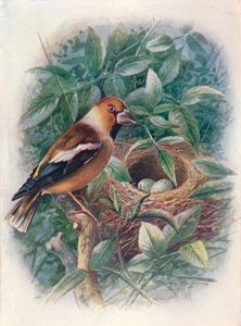 Hawfinch - Coccothraustes vulgaris, c1910, 1910 de George James Rankin