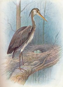 Garça-real - Ardea cinerea, c1910, 1910 de George James Rankin