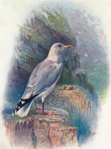 Gaivota-prateada - Larus argentatus, c1910, 1910 de George James Rankin
