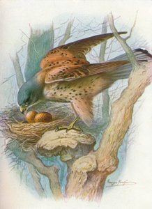 Kestrel - falco tinnunculus, c1910, 1910 de George James Rankin