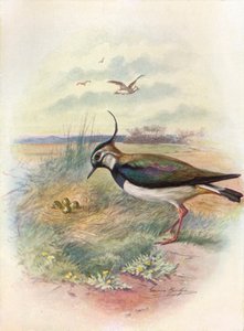 Abibe ou Peewit - Vnellus vulgaris, c1910, 1910 de George James Rankin