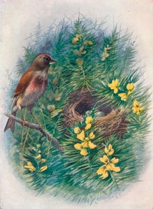 Linnet - Linota cannabina, c1910, 1910 de George James Rankin