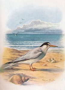 Andorinha-do-mar - Sterna minuta, c1910, 1910 de George James Rankin