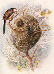 Chapim-de-cauda-comprida - Acredula caudata, c1910, 1910