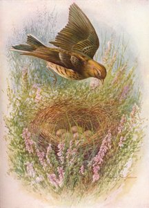 Prado-Pipit ou Titlark - Anthus pratensis, c1910, 1910 de George James Rankin