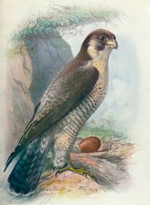 Falcão-peregrino - Falco peregrinus, c1910, 1910