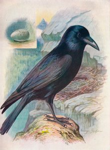 Corvo - Corvus corax, c1910, 1910