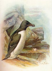 Razorbill - Alca torda, c1910, 1910 de George James Rankin