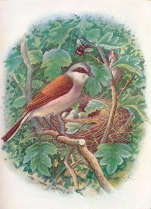 Picanço-de-dorso-ruivo - Lanius collurio, c1910, 1910 de George James Rankin