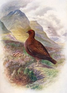 Grouse vermelho - Lagopus scoticus, c1910, 1910 de George James Rankin