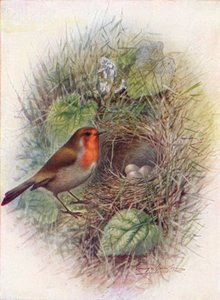 Redbreast ou Robin - Erithacus rubecula, c1910, 1910 de George James Rankin